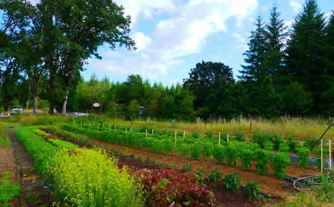 School of Agriculture, Veterinary Sciences and Technology